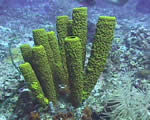 Sponges, Cnidarians and Worms