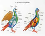 Birds and Mammals