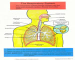 Healthy Body Systems