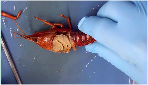 A gloved hand holds a crayfish with the side of the carapace opened, exposing pale feathery gills in the branchial chamber.