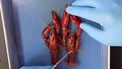 Two preserved crayfish on a metal dissection tray. A gloved hand points toward the cephalothorax of the specimen on the right.