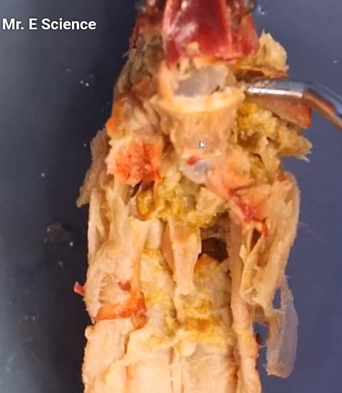 Close-up of an opened crayfish cephalothorax with a probe at the right side. Pale digestive tissue fills much of the body cavity.