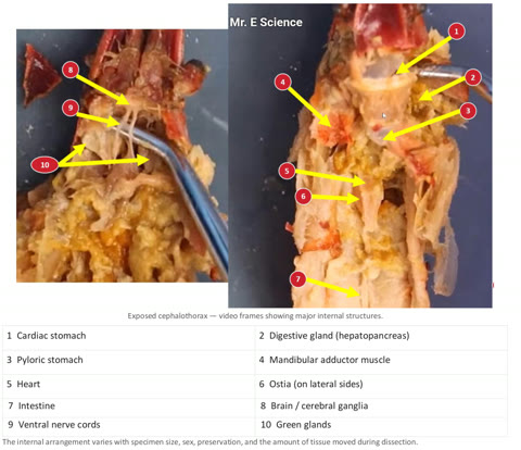 Two close views of an opened crayfish cephalothorax with numbered labels and a key.