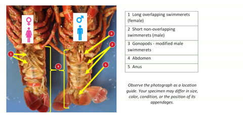 Two crayfish abdomens, ventral side up, with numbered labels and a key for the swimmerets.
