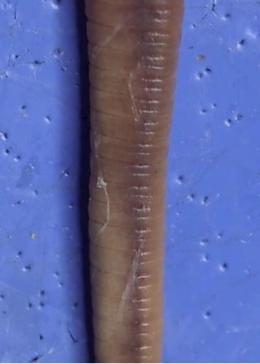 Close-up of the external body segments.
