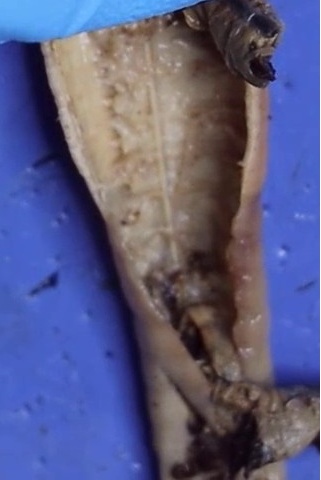 The exposed ventral nerve cord after the intestine has been moved aside.