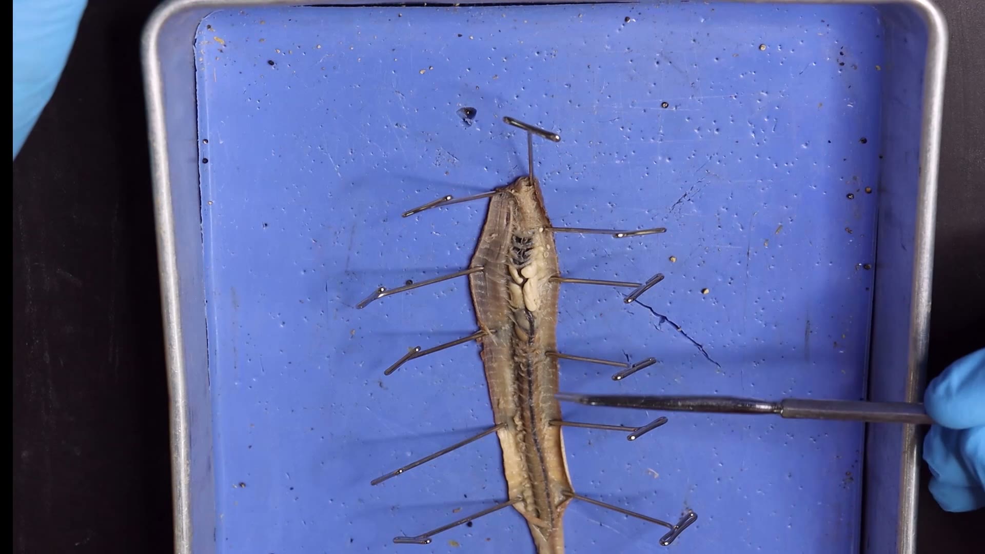 Opened specimen on the tray