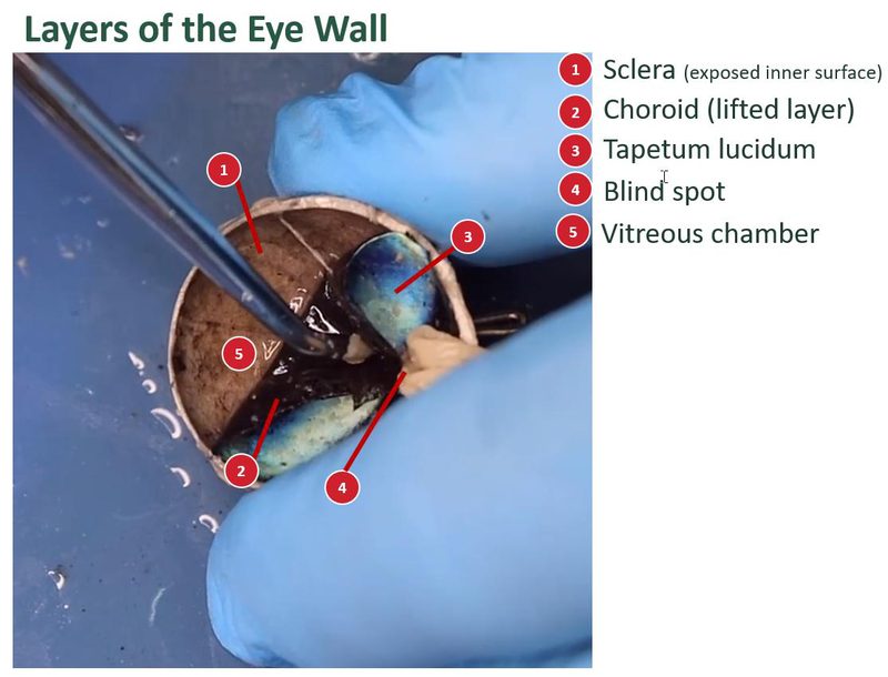 Labeled posterior wall of a sheep eye with layers lifted, and a numbered key for the sclera, choroid, tapetum, blind spot, and vitreous chamber.