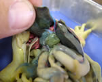 Internal Frog-liver and gall bladder