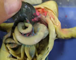 liver, stomach, intestine, fat