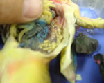female-oviducts
