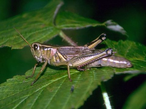 A living grasshopper on a green leaf, shown from the side, with head, thorax, abdomen, wings, and hind jumping legs visible.