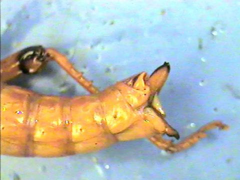 Close-up of a grasshopper posterior abdomen showing paired pointed valves of the ovipositor.