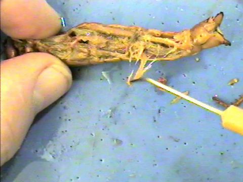 An opened grasshopper abdomen. A probe points toward pale threadlike tubes among the internal tissues.