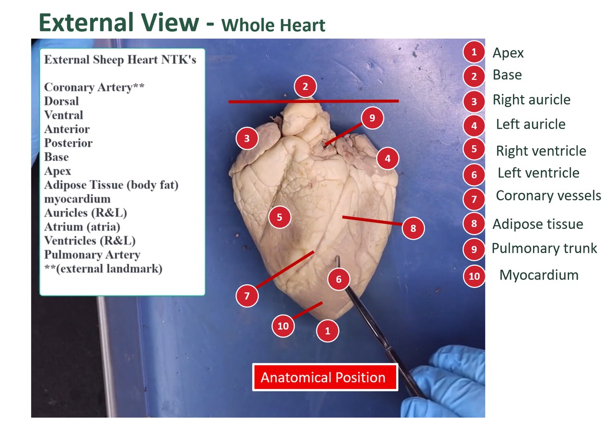 Labeled external view of a preserved sheep heart on a blue tray, ventral side up, with a numbered key.