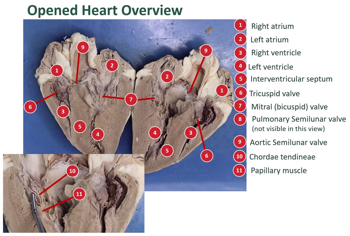 Labeled view of a sheep heart cut open into two halves, with a numbered key for chambers and valves.