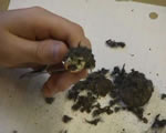 pellet with rodent skull