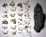 classified bones in groups