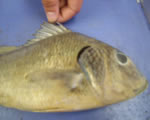 Dorsal Fin-Spines