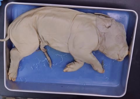 A preserved fetal pig lying on its side in a metal tray. The photograph is unlabeled.