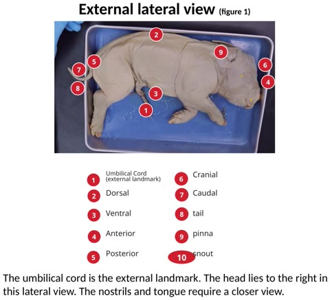 Labeled lateral photograph of a fetal pig in a tray, with a key for the umbilical cord, directions, pinna, and snout.