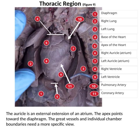 Labeled photograph of the fetal pig thoracic organs, with a key.