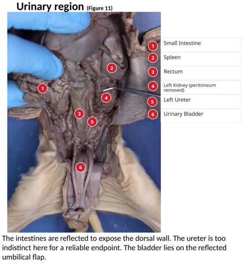 Labeled photograph of the fetal pig urinary region, with a key.