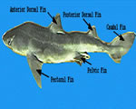 External Shark - Fins