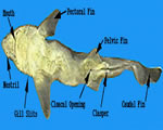 External Ventral View