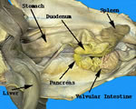 Internal Digestion