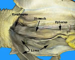 Digestion-Anterior