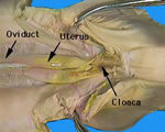 Female-Internal View