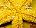 Oral External Starfish