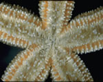 Ventral-Oral surface