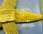 Pyloric Cecum