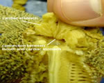Internal Central Disk-Very Close-up