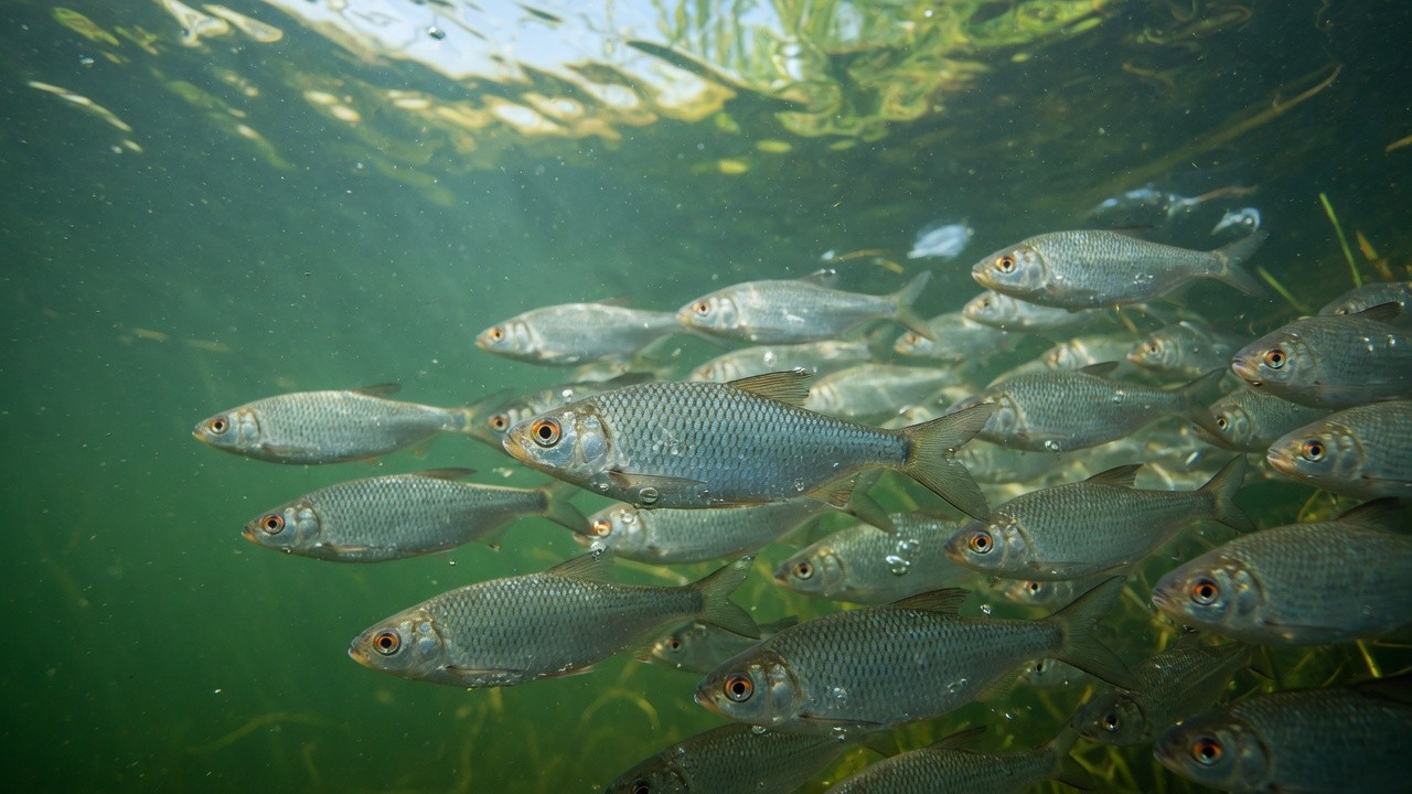 Fishes