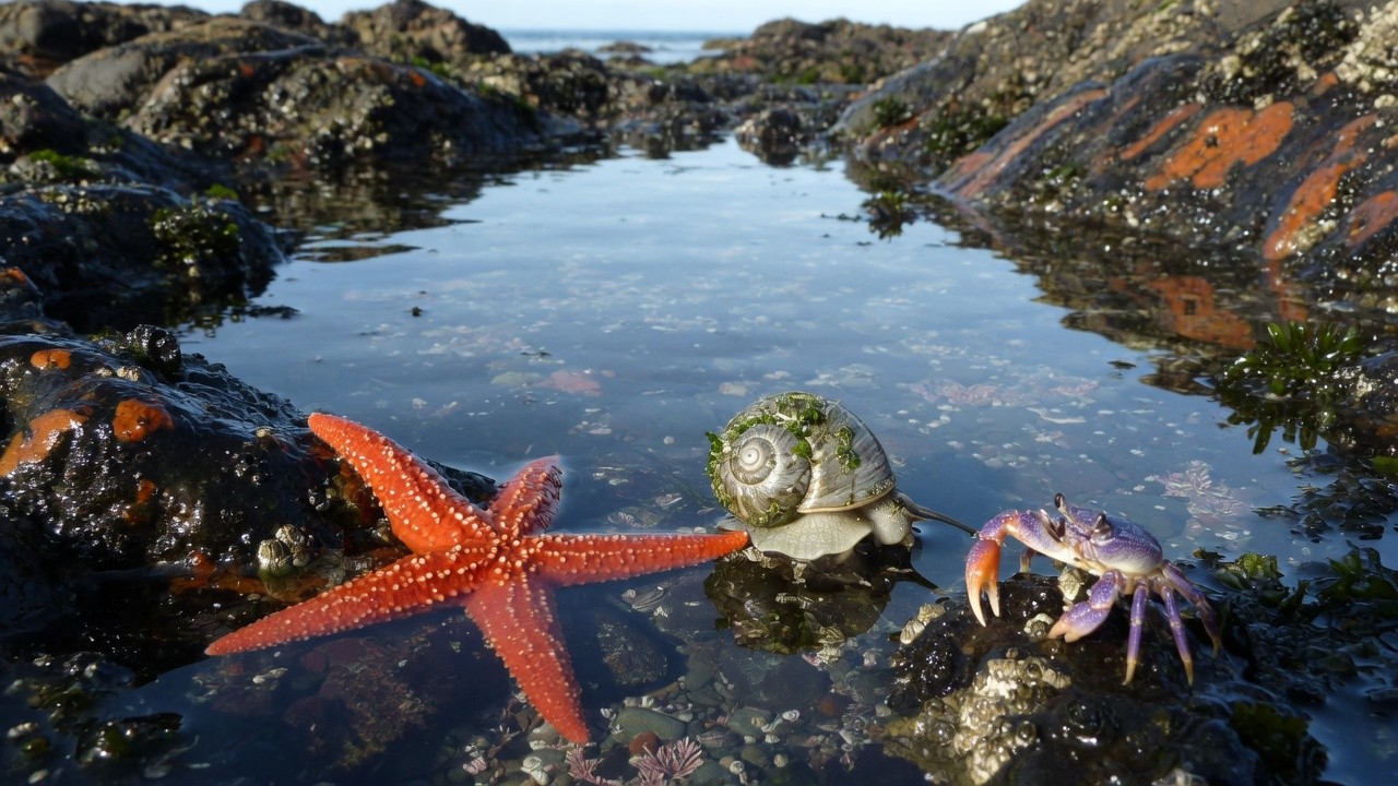 Simple animals from sponges to worms