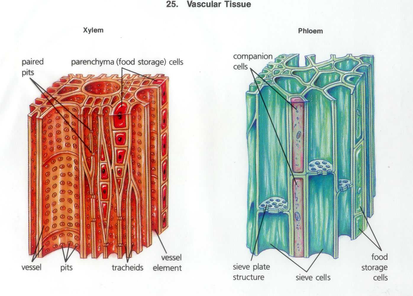 проводящие ткани растений картинки