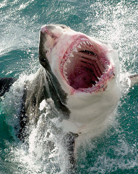 San Jose Sharks on X: That Los Tiburones 🔥 courtesy of