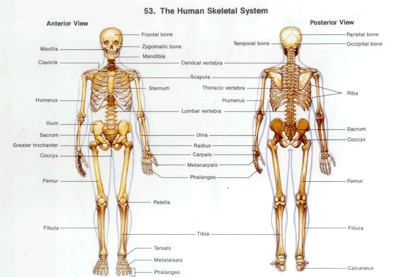 Bones and muscles. Skeleton System. Growth of the Human Skeleton.