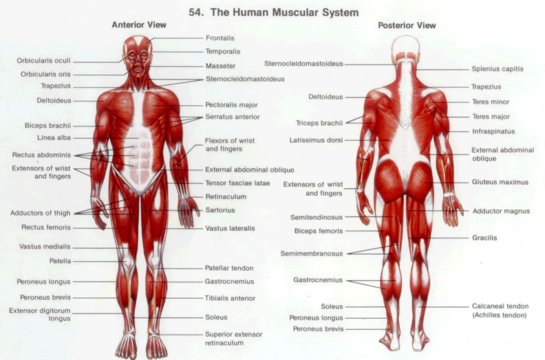 Bones and muscles. Ассоциированные мышцы и органы. Ассоциативные мышцы и органы. Мышцы ассоциированные с внутренними органами таблица. Ассоциированный органом мышцы.