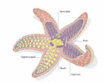 Mollusks, Arthropods and Echinoderms
