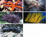 Mollusks, Arthropods and Echinoderms