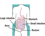 Food and Digestion