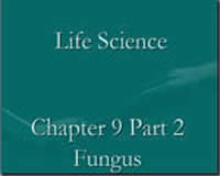 Ch. 9 - Fungus