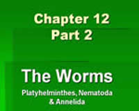 Part 2: The Worms