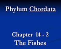 Phylum Chordata: Part 2