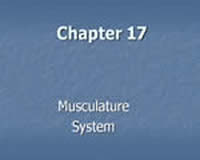 The Musculature System
