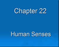 The Human Senses